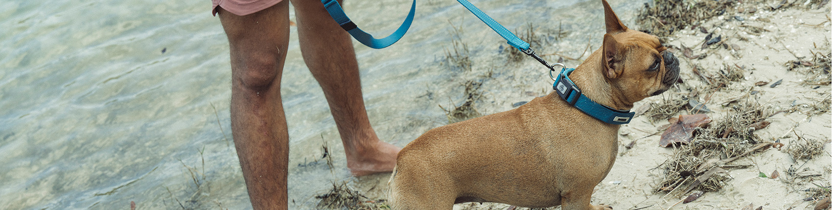 banner_dog_2024