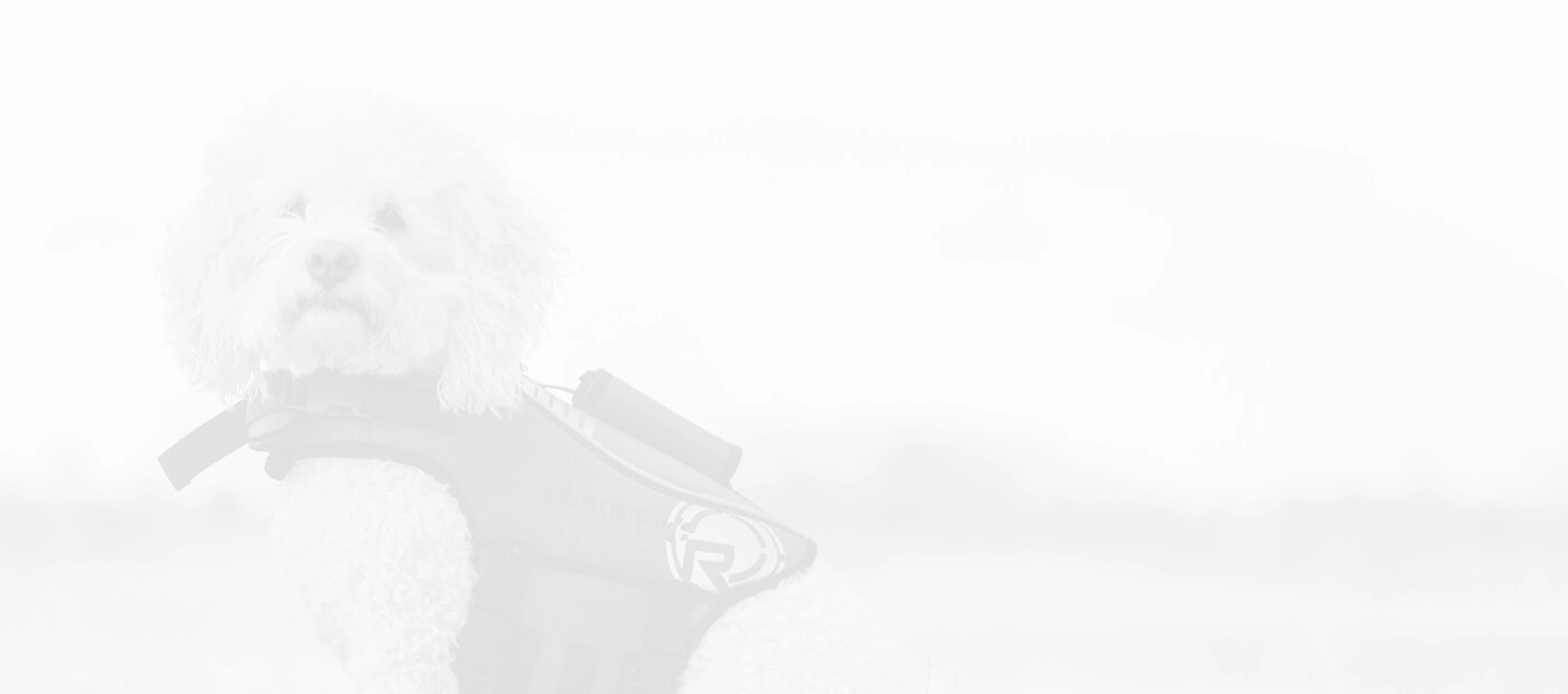 dog-accessories-faded (1)