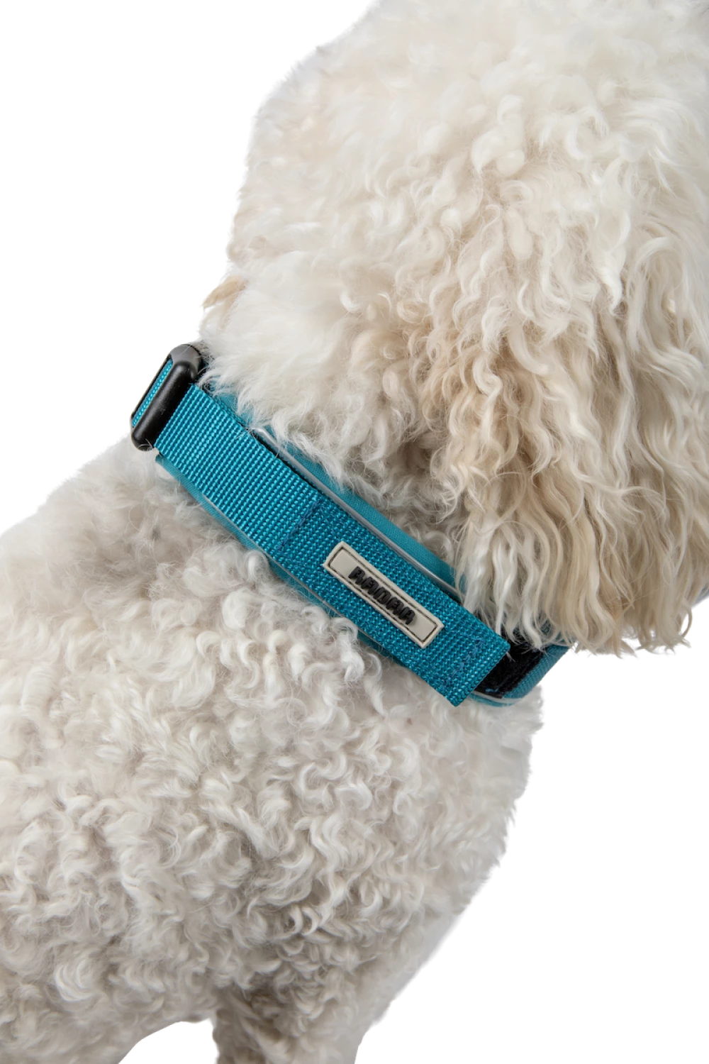 Dog Collar Avett 2