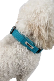 Dog Collar Avett 2