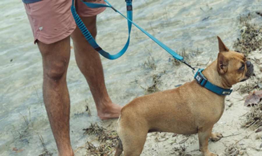 banner_dog_ov_2024