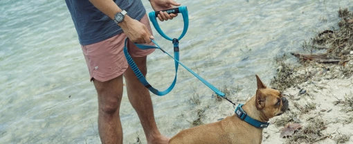 dog-leash-2