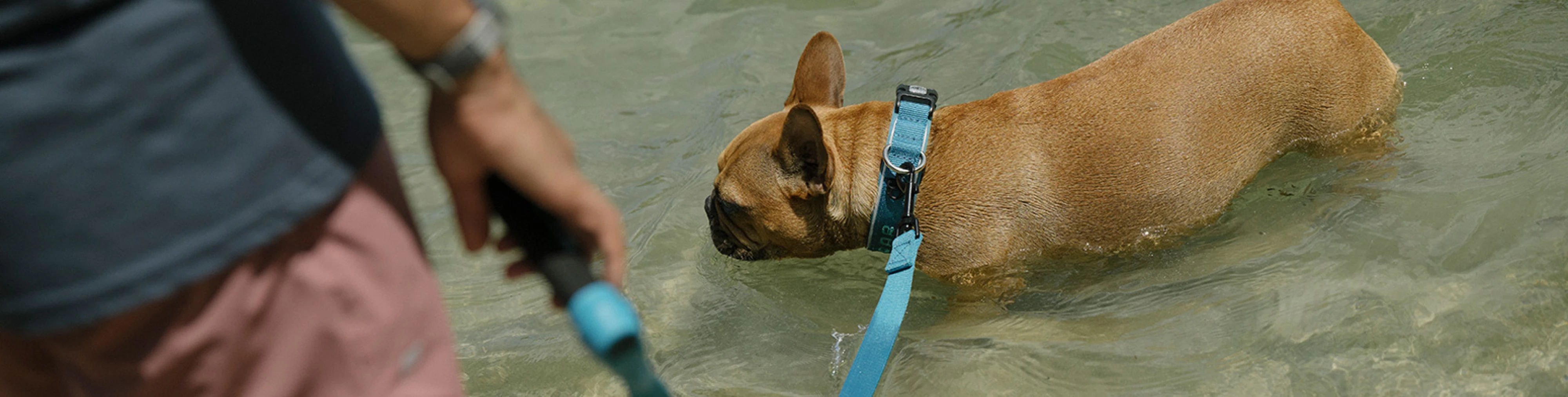dog-collar-banner_2024