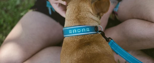 dog-collar-1